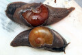 Ratnadvipia irradians Kandy, Sri Lanka adult F1